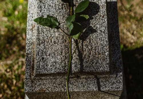 Niewielki kamiennik nagrobek z położoną na nim czerwoną różą